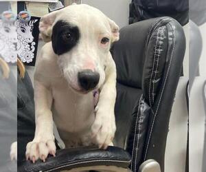 Border Collie-Unknown Mix Dogs for adoption in Aurora, CO, USA