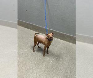Chihuahua-Unknown Mix Dogs for adoption in Las Vegas, NV, USA