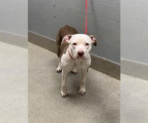 Mutt Dogs for adoption in Las Vegas, NV, USA