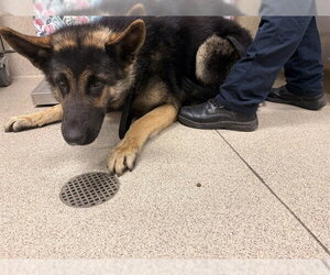 Medium Photo #1 German Shepherd Dog Puppy For Sale in Riverside, CA, USA