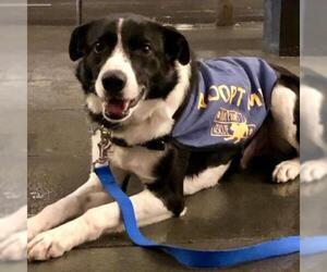 Border Collie Dogs for adoption in Woodside, NY, USA
