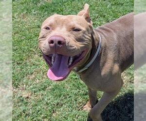 American Pit Bull Terrier Dogs for adoption in Houston, TX, USA