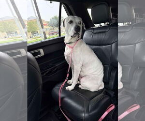 Labrador Retriever Dogs for adoption in Dallas, TX, USA