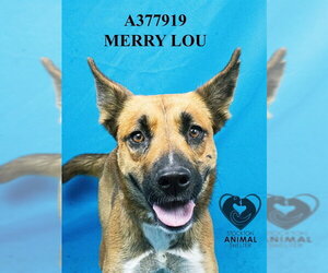 Gerberian Shepsky Dogs for adoption in Stockton, CA, USA