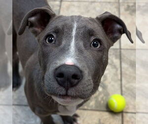 Mutt Dogs for adoption in Jefferson, WI, USA