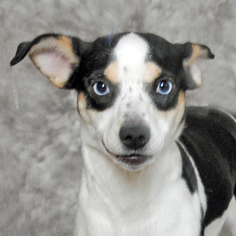 Jack Russell Terrier-Unknown Mix Dogs for adoption in Danville, KY, USA
