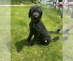Labradoodle Dogs for adoption in Maple Grove, MN, USA