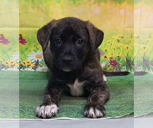 American Pit Bull Terrier-Unknown Mix Dogs for adoption in Wetumpka, AL, USA