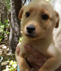 Golden Shepherd Dogs for adoption in Helotes, TX, USA