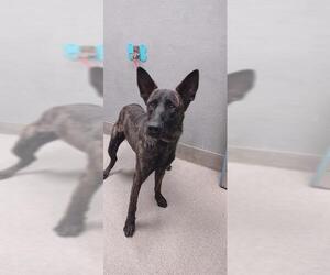 Mutt Dogs for adoption in Las Vegas, NV, USA