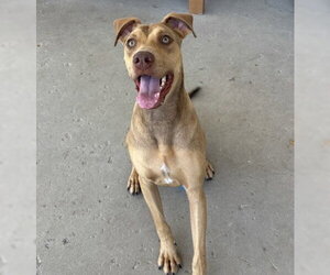 Doberman Pinscher Dogs for adoption in Bakersfield, CA, USA