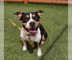 American Pit Bull Terrier-Unknown Mix Dogs for adoption in Las Vegas, NV, USA