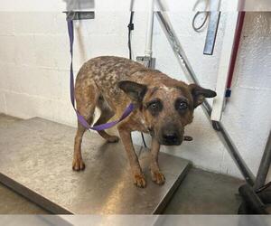 Mutt Dogs for adoption in Corona, CA, USA