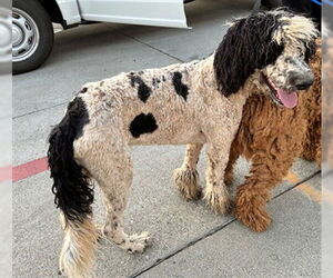 Poodle (Standard) Dogs for adoption in Rancho Cucamonga, CA, USA