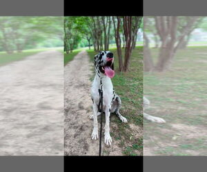 Great Dane Dogs for adoption in Bullard, TX, USA