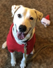 American Bulldog-Unknown Mix Dogs for adoption in Chico, CA, USA