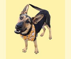 German Shepherd Dog Dogs for adoption in Bakersfield, CA, USA