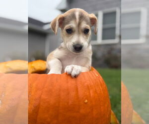Siberian Husky-Unknown Mix Dogs for adoption in New London, WI, USA