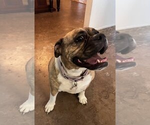 Bulldog Dogs for adoption in Chandler, AZ, USA