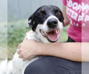 Mutt Dogs for adoption in San Antonio, TX, USA