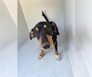 Dachshund-Unknown Mix Dogs for adoption in Houston, TX, USA
