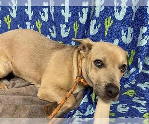 Mutt Dogs for adoption in Modesto, CA, USA