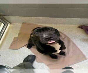 American Pit Bull Terrier-Labrador Retriever Mix Dogs for adoption in Alameda, CA, USA