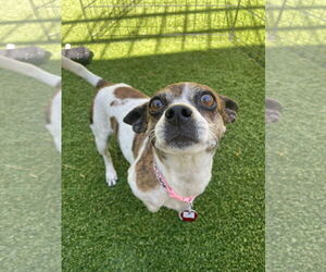 Chihuahua-Unknown Mix Dogs for adoption in Tempe , AZ, USA