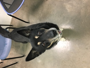Medium Photo #1 German Shepherd Dog-Siberian Husky Mix Puppy For Sale in Phoenix, AZ, USA