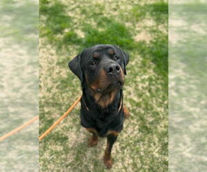 Rottweiler Dogs for adoption in Louisville, KY, USA