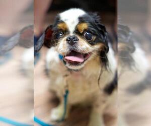 English Toy Spaniel Dogs for adoption in Pittsburg, CA, USA