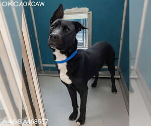 German Shepherd Dog-Unknown Mix Dogs for adoption in Oklahoma City, OK, USA