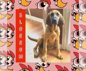 Bloodhound-Unknown Mix Dogs for adoption in Littleton, CO, USA
