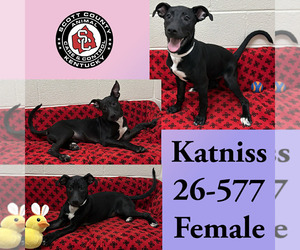 Labrador Retriever-Unknown Mix Dogs for adoption in Georgetown, KY, USA