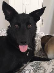Borador Dogs for adoption in Cumming, GA, USA