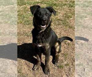 Rottweiler-Unknown Mix Dogs for adoption in Hillsboro, NH, USA