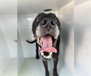 Mutt Dogs for adoption in Houston, TX, USA