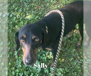Black and Tan Coonhound Dogs for adoption in Madisonville, TN, USA