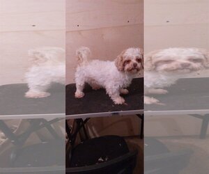 Shih Tzu Dogs for adoption in Bonifay, MO, USA