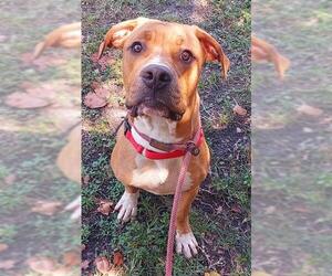 Boxer Dogs for adoption in Fort Lauderdale, FL, USA
