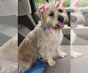 Mal-Shi Dogs for adoption in Mt. Laurel, NJ, USA