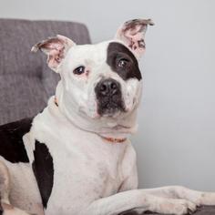 American Bulldog Dogs for adoption in Mission Hills, CA, USA