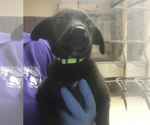 Labrador Retriever-Unknown Mix Dogs for adoption in Conroe, TX, USA