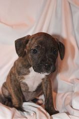 Medium Photo #1 Bullboxer Pit Puppy For Sale in Gilbertsville, PA, USA
