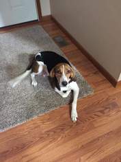 Treeing Walker Coonhound Dogs for adoption in Fenton, MO, USA