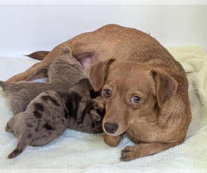 Chiweenie Dogs for adoption in Fresno, CA, USA