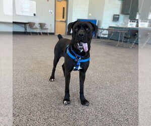 Mutt Dogs for adoption in Boston, MA, USA