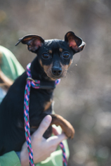 Miniature Pinscher Dogs for adoption in Flora, IL, USA