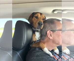 Beagle Dogs for adoption in Brookville, OH, USA