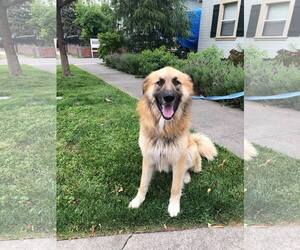 Anatolian Shepherd-Great Pyrenees Mix Dogs for adoption in danville, CA, USA